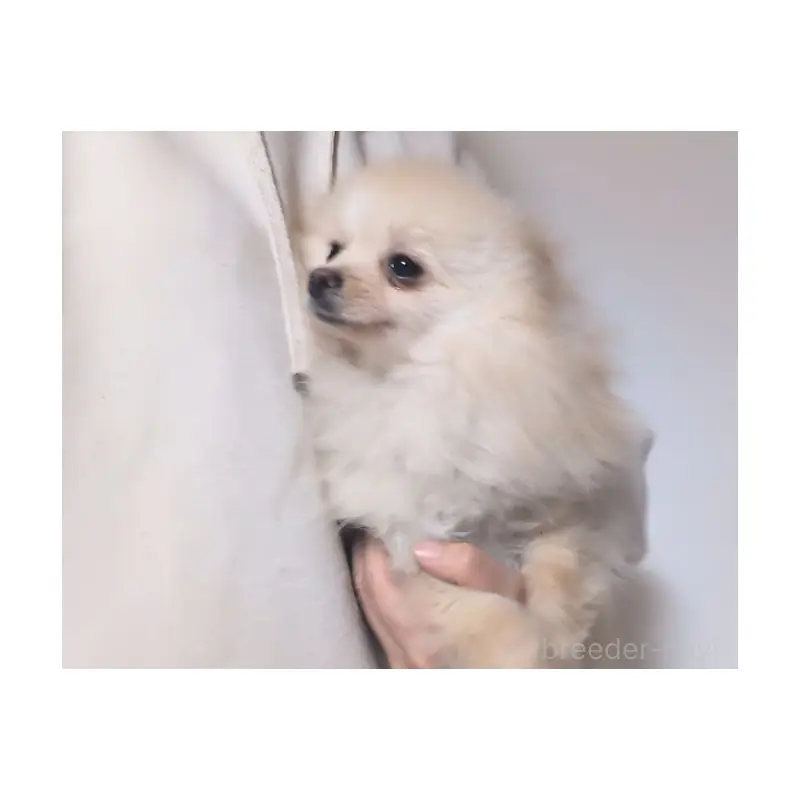 販売中の茨城県のポメラニアン-452167の4枚目