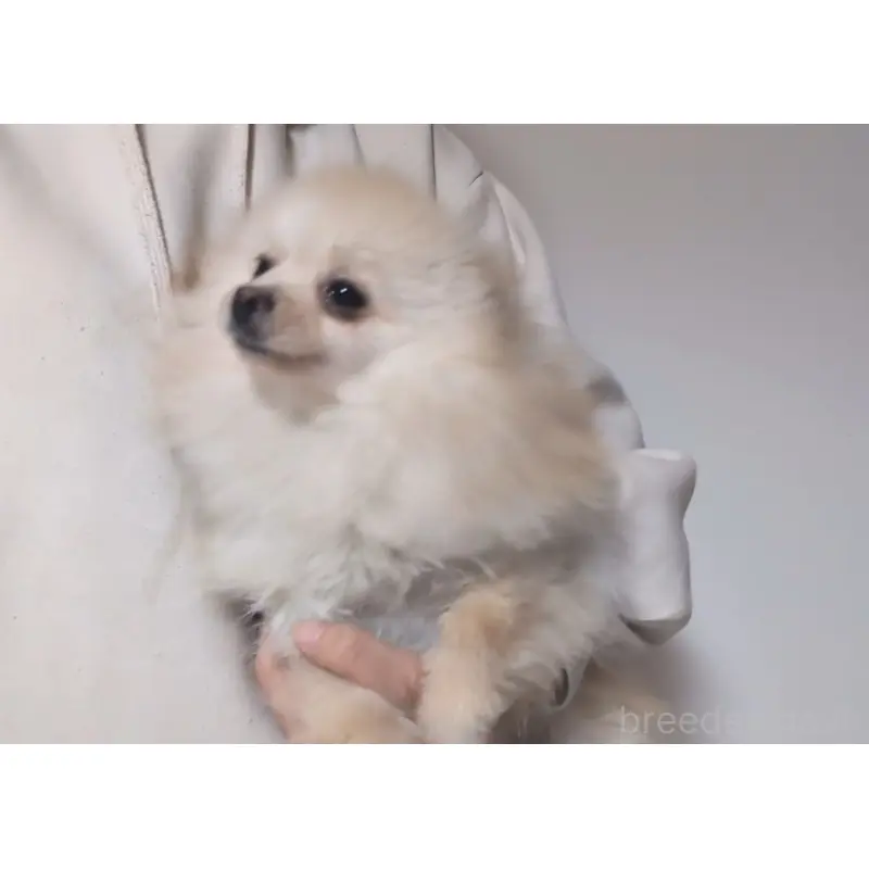 販売中の茨城県のポメラニアン-452167の3枚目