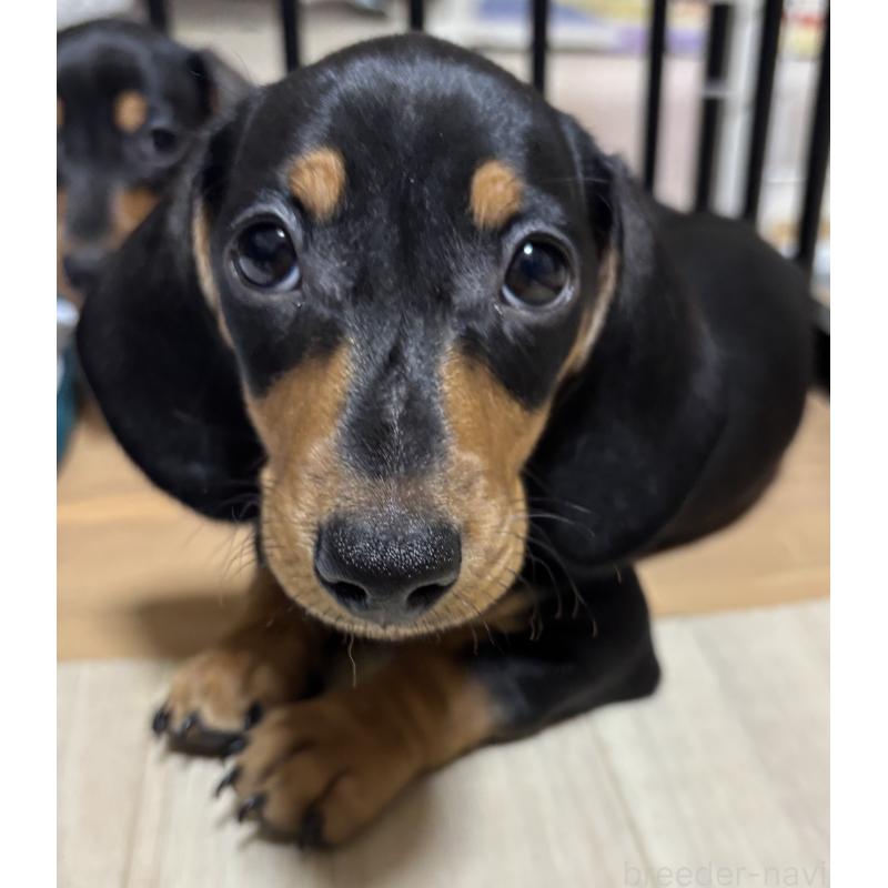 販売中の茨城県のミニチュアダックスフンド(スムースヘアード)-440540