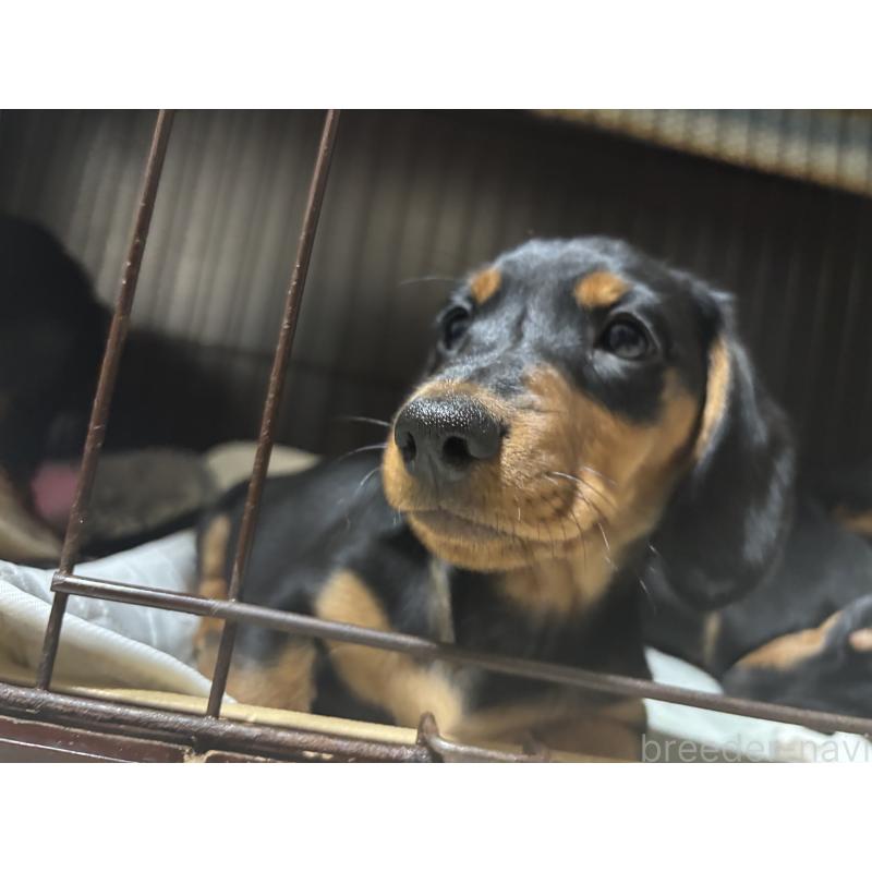 販売中の茨城県のミニチュアダックスフンド(スムースヘアード)-441426