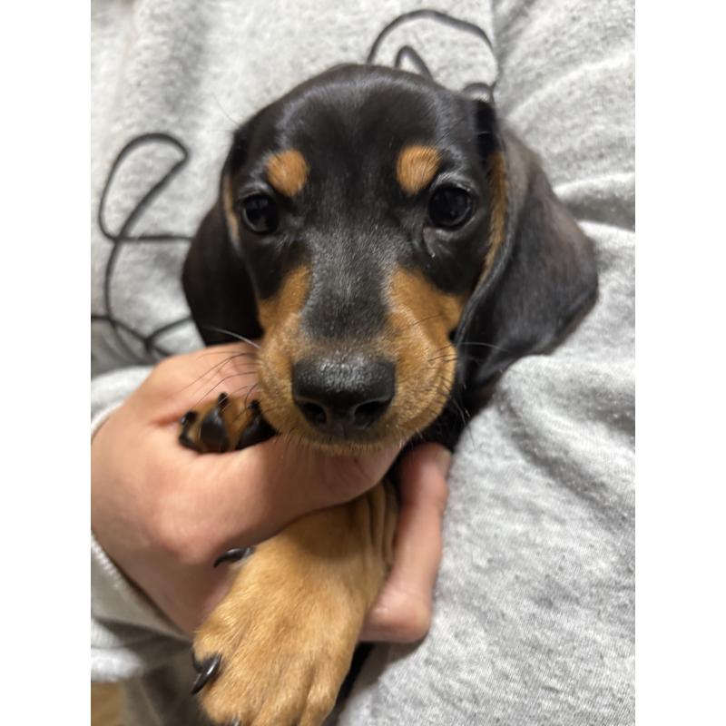 販売中の茨城県のミニチュアダックスフンド(スムースヘアード)-440539