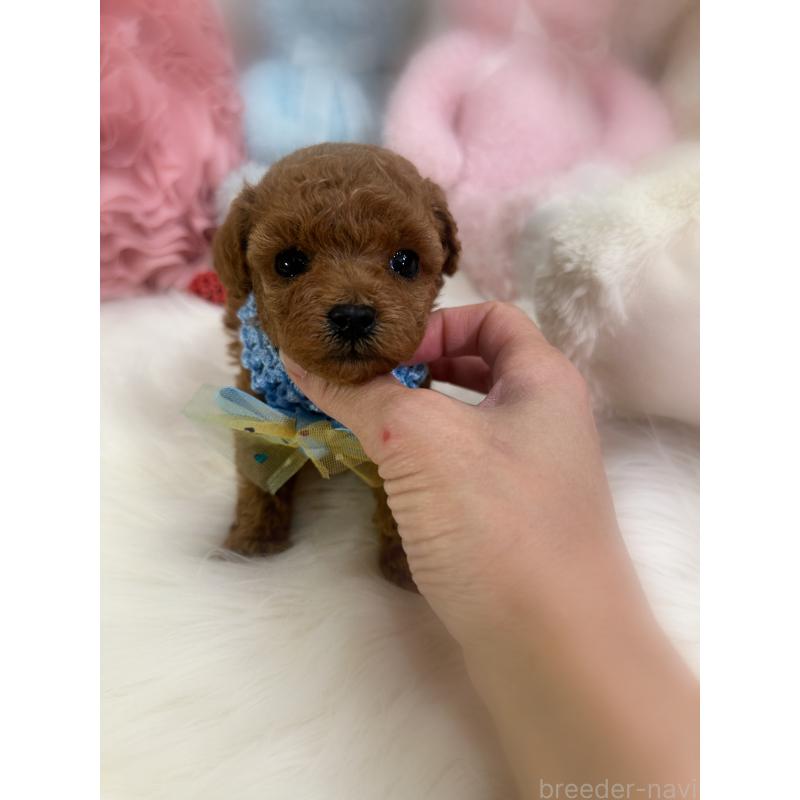 販売中の香川県のタイニープードル-452172の5枚目