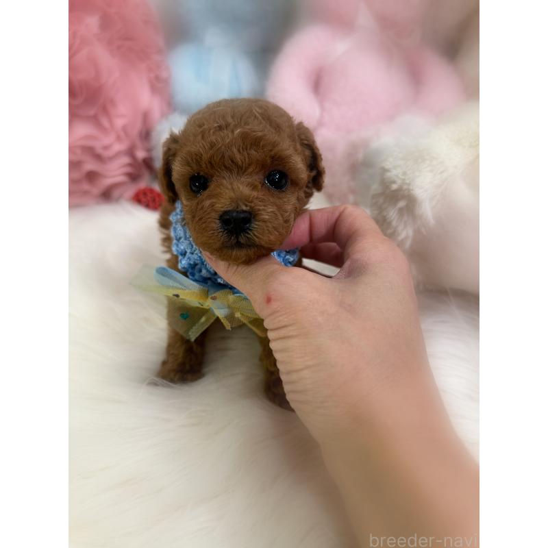 販売中の香川県のタイニープードル-452172の3枚目