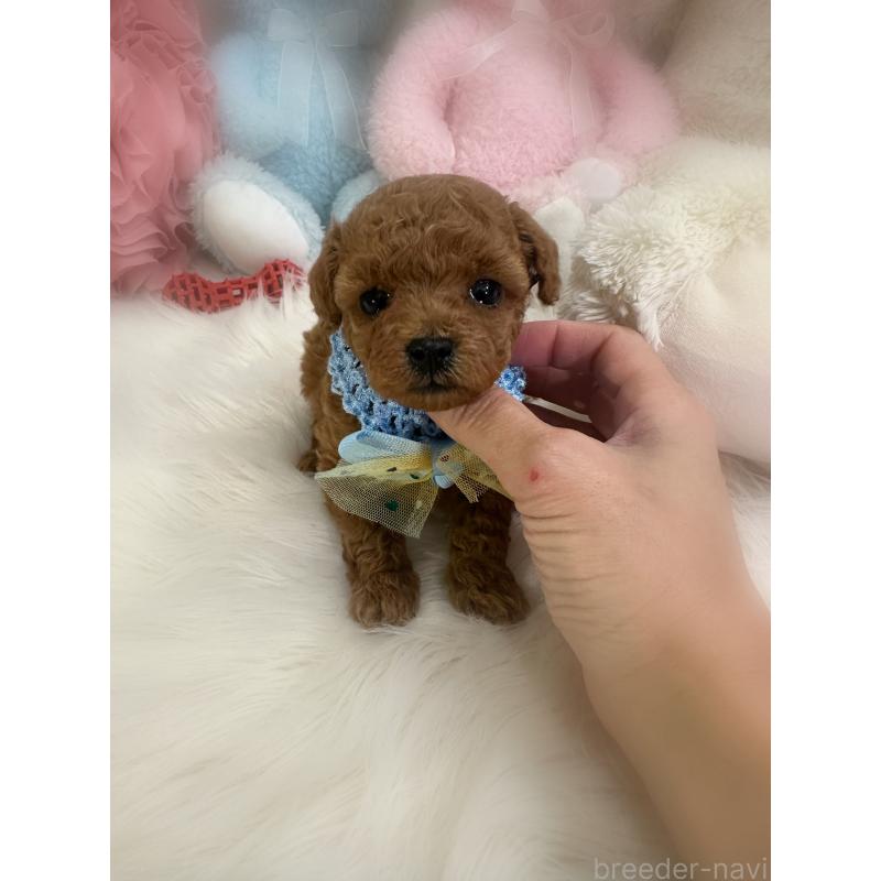 販売中の香川県のタイニープードル-452172の2枚目
