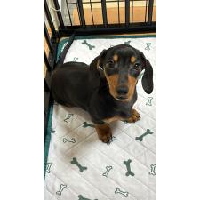 ♀︎ミニチュアダックスフンド(スムースヘアード)