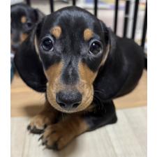 ♀︎ミニチュアダックスフンド(スムースヘアード)