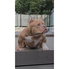 ♀︎エキゾチックブリー