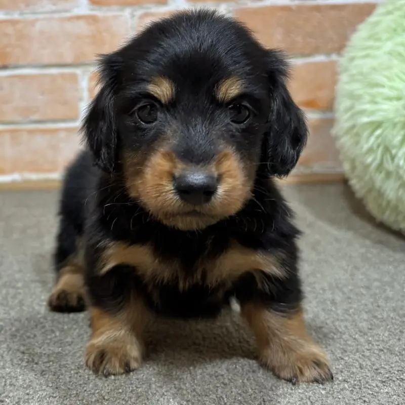 販売中の奈良県のカニンヘンダックスフンド(ロングヘアード)-452173