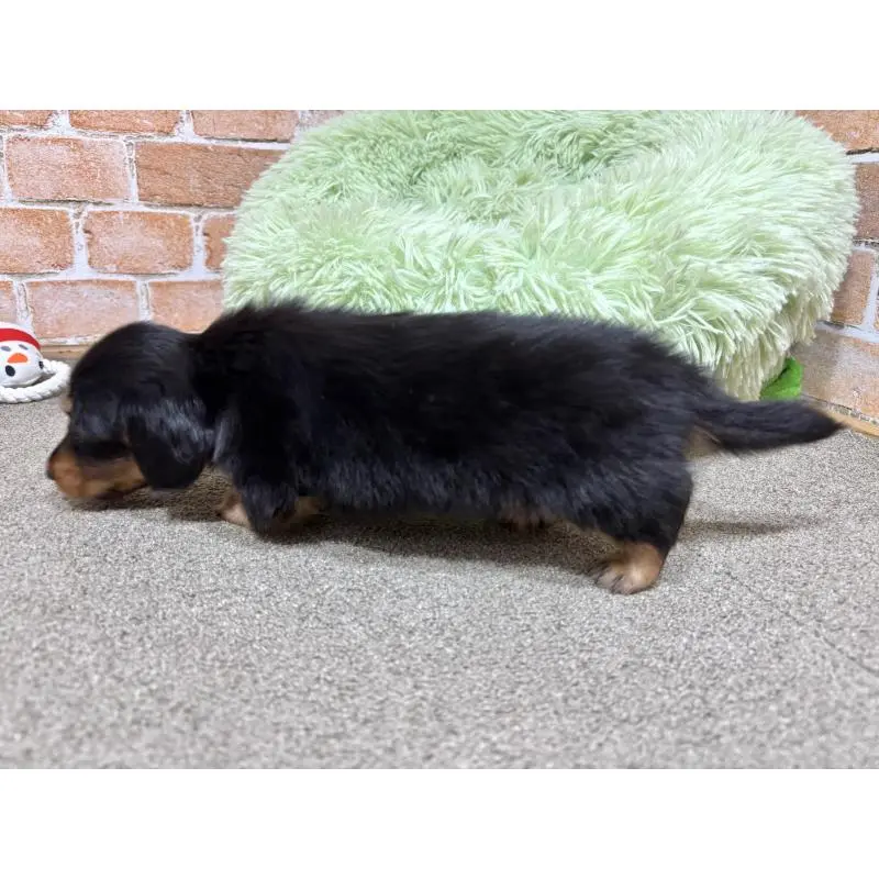 販売中の奈良県のカニンヘンダックスフンド(ロングヘアード)-452173の9枚目