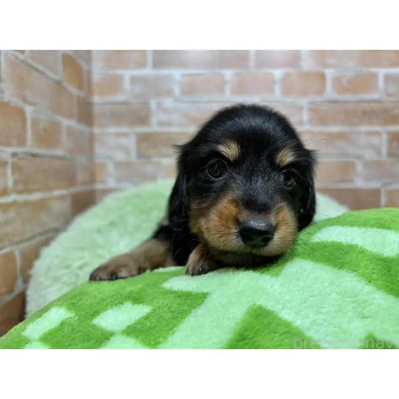 販売中の奈良県のカニンヘンダックスフンド(ロングヘアード)-452173の7枚目