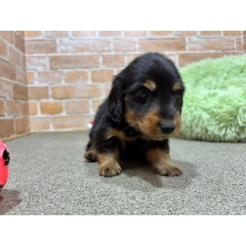 販売中の奈良県のカニンヘンダックスフンド(ロングヘアード)-452173の6枚目