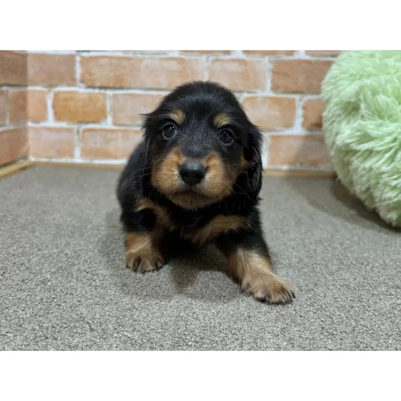 販売中の奈良県のカニンヘンダックスフンド(ロングヘアード)-452173の5枚目