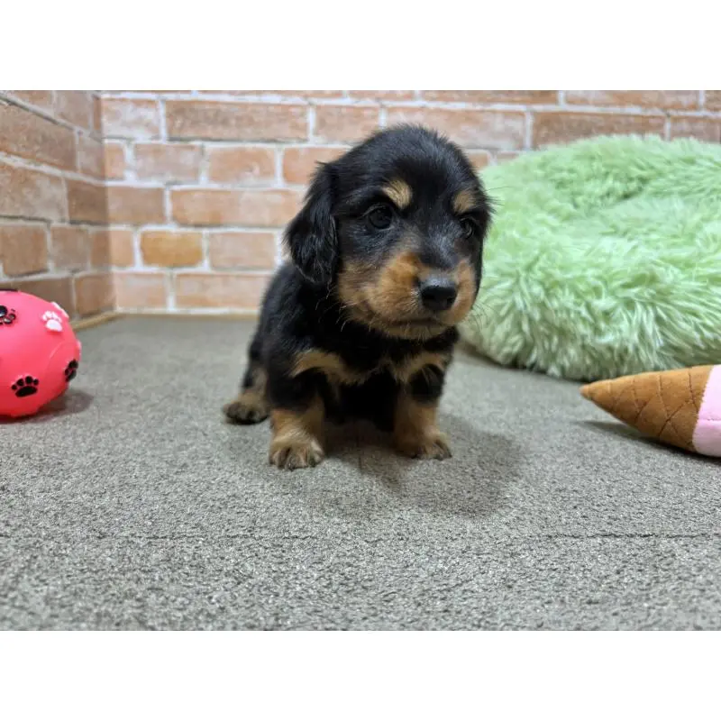 販売中の奈良県のカニンヘンダックスフンド(ロングヘアード)-452173の4枚目