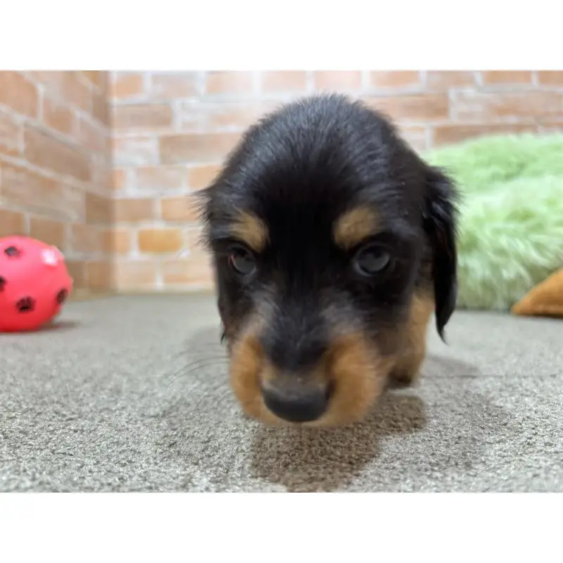 販売中の奈良県のカニンヘンダックスフンド(ロングヘアード)-452173の2枚目