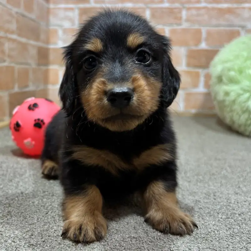 販売中の奈良県のカニンヘンダックスフンド(ロングヘアード)-452174