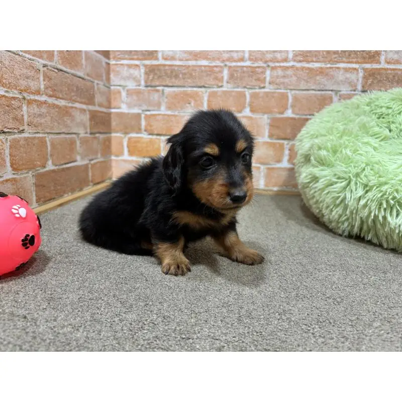 販売中の奈良県のカニンヘンダックスフンド(ロングヘアード)-452174の6枚目