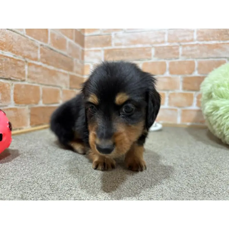 販売中の奈良県のカニンヘンダックスフンド(ロングヘアード)-452174の5枚目