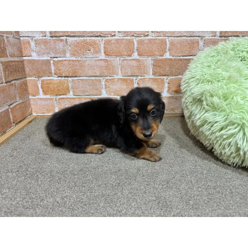 販売中の奈良県のカニンヘンダックスフンド(ロングヘアード)-452174の4枚目