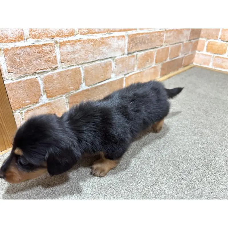 販売中の奈良県のカニンヘンダックスフンド(ロングヘアード)-452174の3枚目