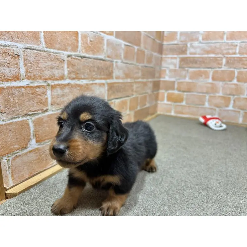 販売中の奈良県のカニンヘンダックスフンド(ロングヘアード)-452174の2枚目