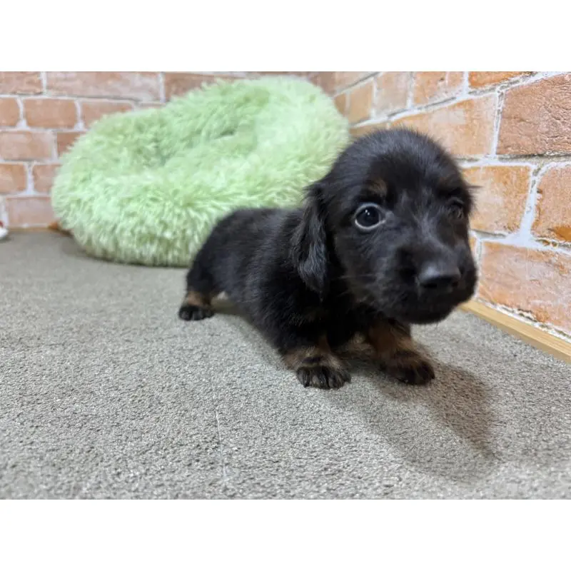 販売中の奈良県のカニンヘンダックスフンド(ロングヘアード)-452175の6枚目