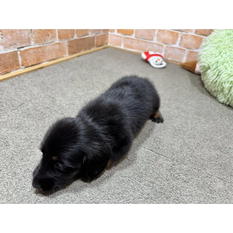 販売中の奈良県のカニンヘンダックスフンド(ロングヘアード)-452175の5枚目