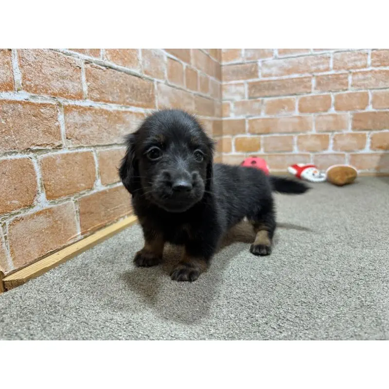 販売中の奈良県のカニンヘンダックスフンド(ロングヘアード)-452175の4枚目