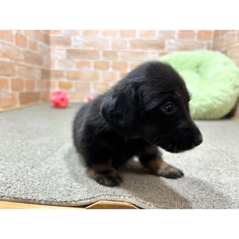 販売中の奈良県のカニンヘンダックスフンド(ロングヘアード)-452175の3枚目