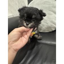 ♀︎ポメマル:ポメラニアン×マルチーズ