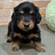 ♀︎カニンヘンダックスフンド(ロングヘアード)