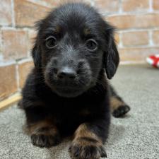 ♀︎カニンヘンダックスフンド(ロングヘアード)