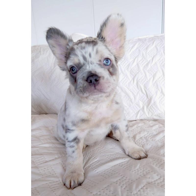 販売中の島根県のフレンチブルドッグ-452188