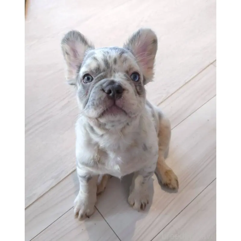販売中の島根県のフレンチブルドッグ-452188の3枚目