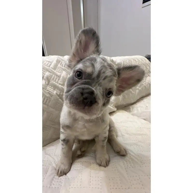 販売中の島根県のフレンチブルドッグ-452188の2枚目