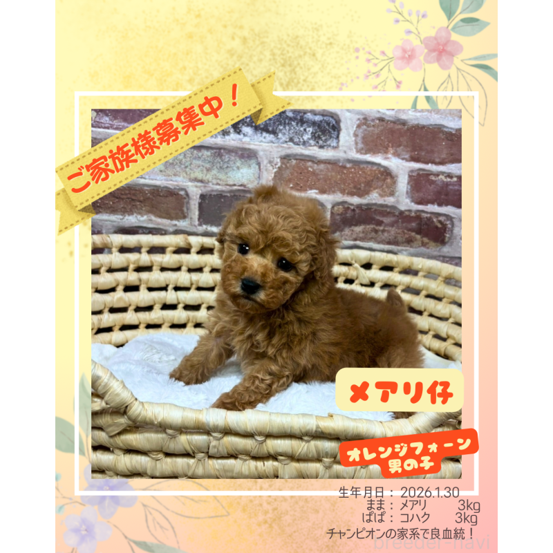 販売中の大阪府のトイプードル-449270