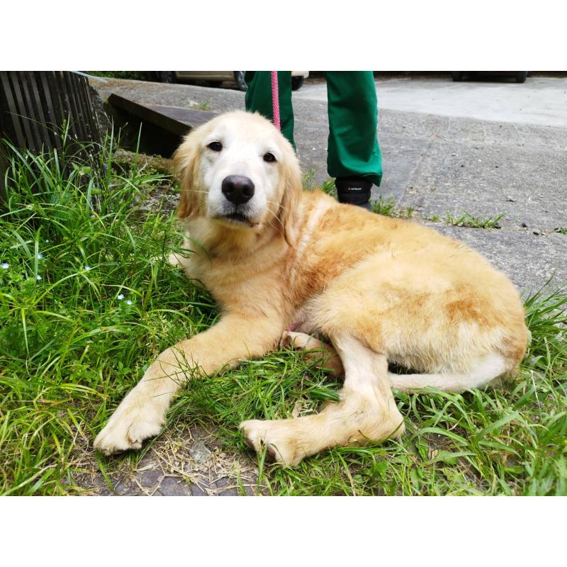 販売中の三重県のゴールデンレトリーバー-452191の5枚目