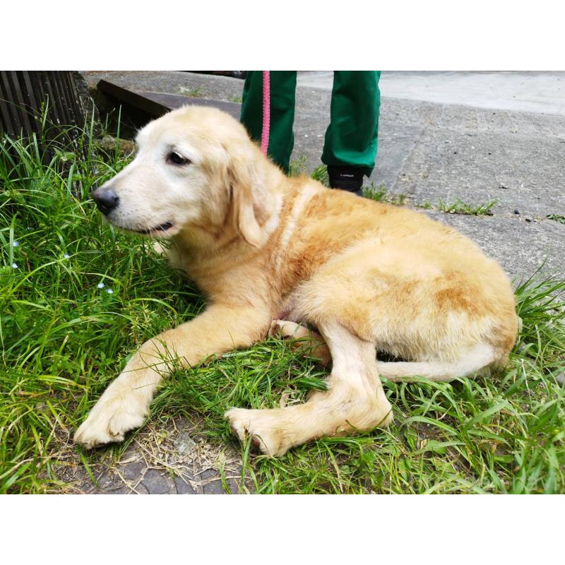 販売中の三重県のゴールデンレトリーバー-452191の4枚目