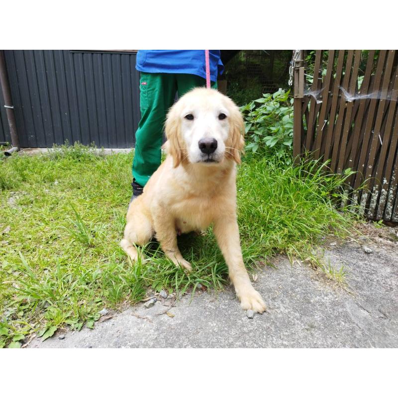 販売中の三重県のゴールデンレトリーバー-452191の3枚目