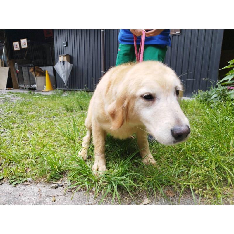 販売中の三重県のゴールデンレトリーバー-452191の2枚目