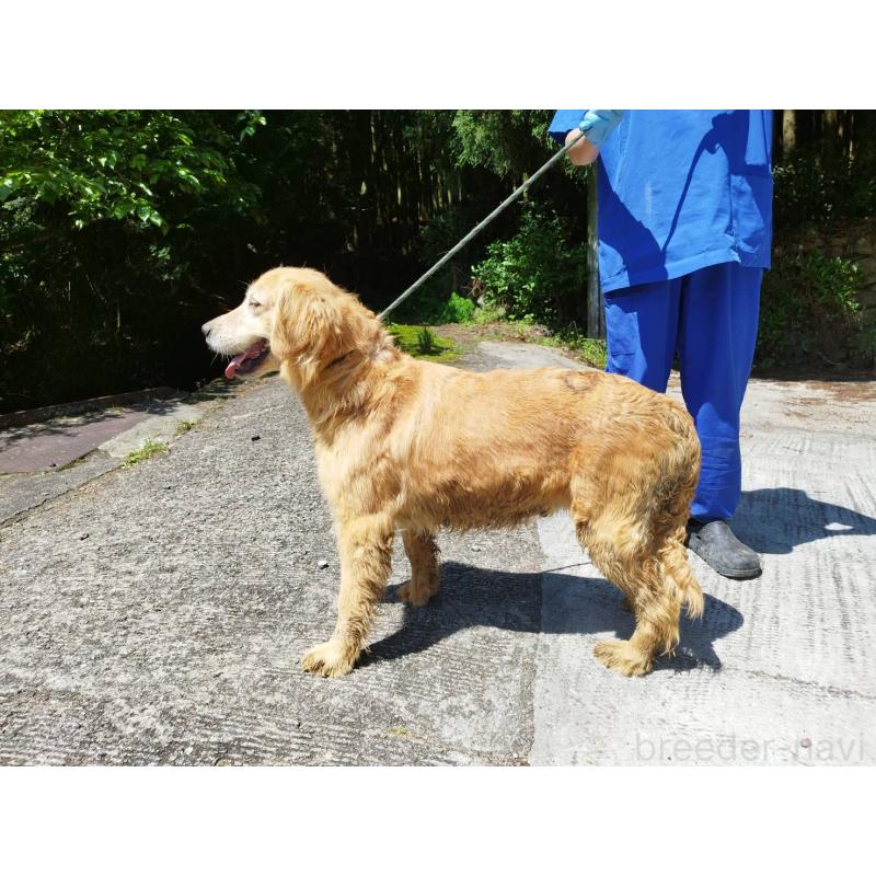 販売中の三重県のゴールデンレトリーバー-452192の2枚目