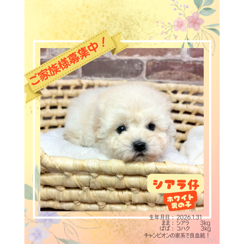 販売中の大阪府のトイプードル-450625