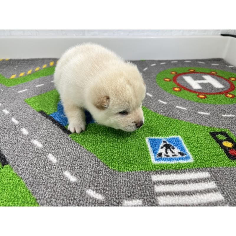 販売中の愛知県の豆柴-452199の6枚目