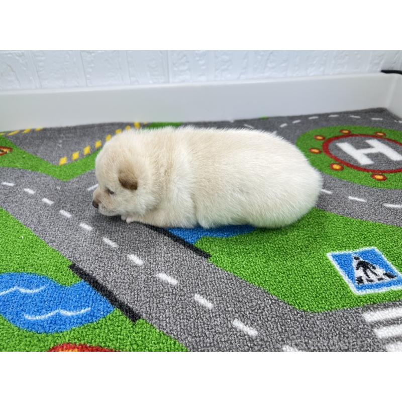 販売中の愛知県の豆柴-452199の5枚目