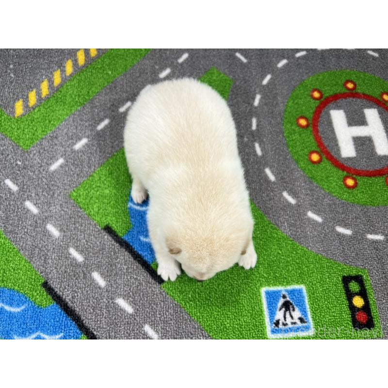 販売中の愛知県の豆柴-452199の4枚目