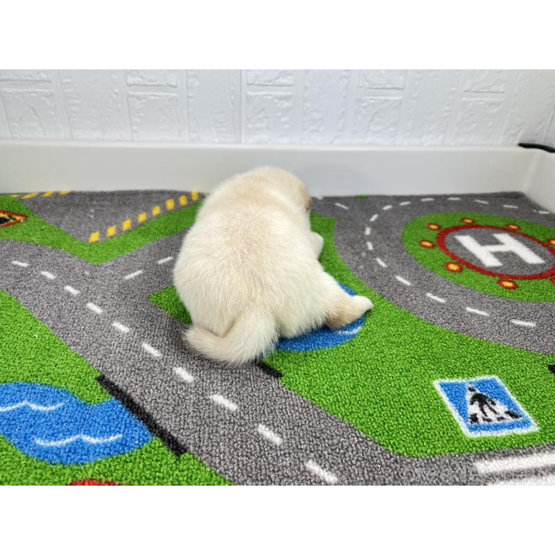 販売中の愛知県の豆柴-452199の3枚目