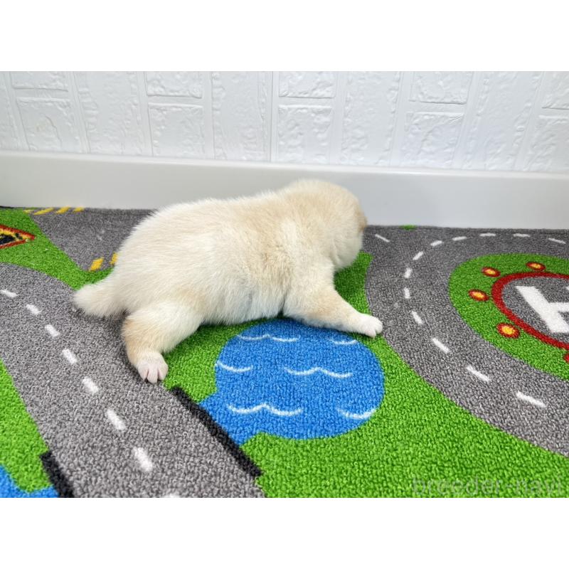 販売中の愛知県の豆柴-452199の2枚目