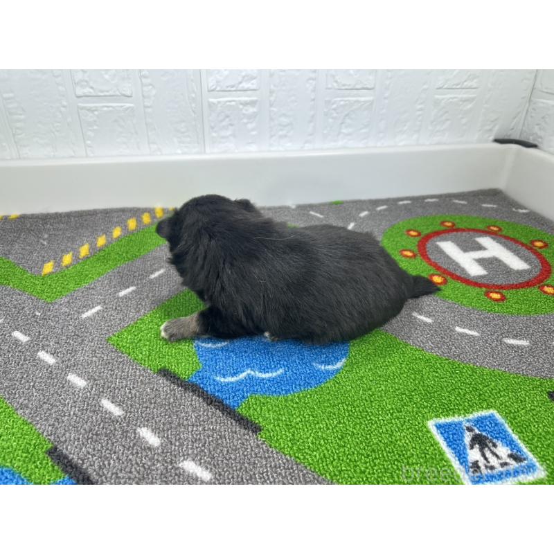 販売中の愛知県の豆柴-452195の6枚目