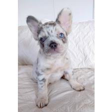 ♀︎フレンチブルドッグ