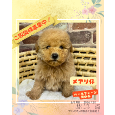 ♀︎トイプードル