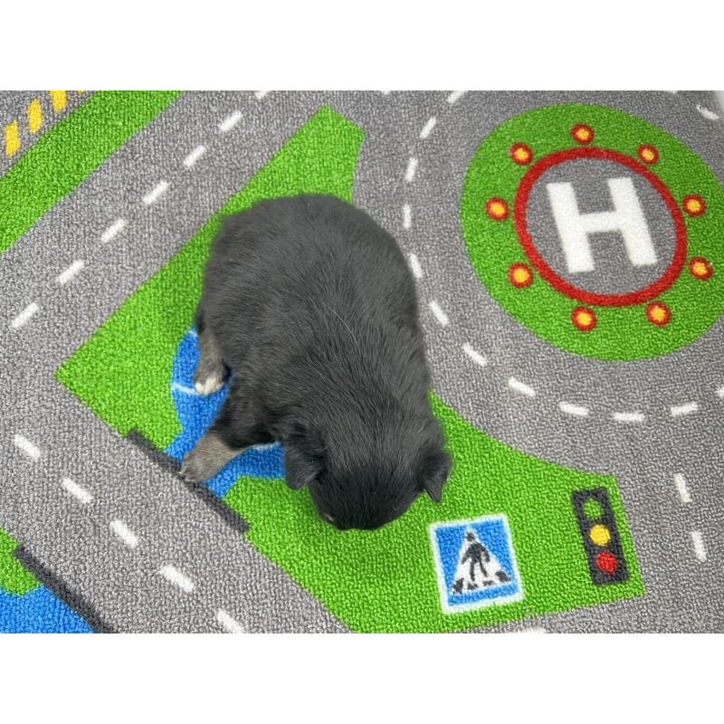 販売中の愛知県の豆柴-452195の5枚目